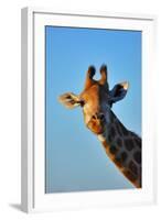 Close-Up Portrait of a Giraffe ; Giraffa Camelopardalis-Johan Swanepoel-Framed Photographic Print