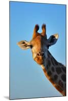 Close-Up Portrait of a Giraffe ; Giraffa Camelopardalis-Johan Swanepoel-Mounted Photographic Print