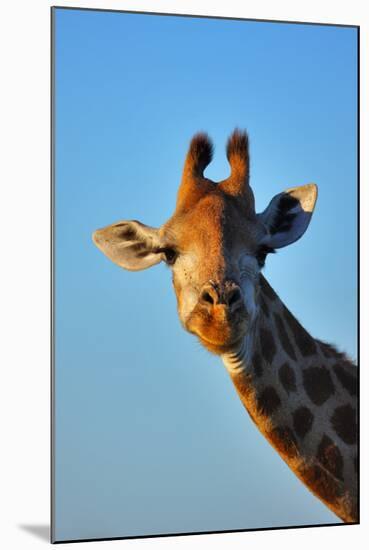 Close-Up Portrait of a Giraffe ; Giraffa Camelopardalis-Johan Swanepoel-Mounted Photographic Print