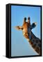 Close-Up Portrait of a Giraffe ; Giraffa Camelopardalis-Johan Swanepoel-Framed Stretched Canvas