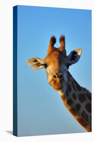 Close-Up Portrait of a Giraffe ; Giraffa Camelopardalis-Johan Swanepoel-Stretched Canvas