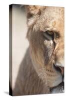 Close-Up Portrait Of A Majestic Lioness (Panthera Leo)-l i g h t p o e t-Stretched Canvas