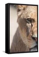 Close-Up Portrait Of A Majestic Lioness (Panthera Leo)-l i g h t p o e t-Framed Stretched Canvas