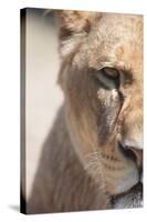 Close-Up Portrait Of A Majestic Lioness (Panthera Leo)-l i g h t p o e t-Stretched Canvas