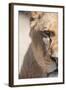 Close-Up Portrait Of A Majestic Lioness (Panthera Leo)-l i g h t p o e t-Framed Photographic Print