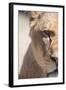 Close-Up Portrait Of A Majestic Lioness (Panthera Leo)-l i g h t p o e t-Framed Photographic Print