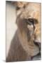 Close-Up Portrait Of A Majestic Lioness (Panthera Leo)-l i g h t p o e t-Mounted Photographic Print