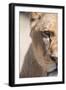 Close-Up Portrait Of A Majestic Lioness (Panthera Leo)-l i g h t p o e t-Framed Photographic Print