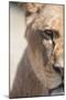 Close-Up Portrait Of A Majestic Lioness (Panthera Leo)-l i g h t p o e t-Mounted Photographic Print