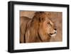 Close-up portrait of a male lion. Chief Island, Moremi Game Reserve, Okavango Delta, Botswana.-Sergio Pitamitz-Framed Photographic Print