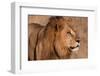 Close-up portrait of a male lion. Chief Island, Moremi Game Reserve, Okavango Delta, Botswana.-Sergio Pitamitz-Framed Photographic Print