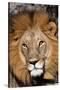 Close-up portrait of a male lion, Panthera leo. Moremi Game Reserve, Okavango Delta, Botswana-Sergio Pitamitz-Stretched Canvas
