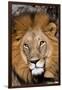 Close-up portrait of a male lion, Panthera leo. Moremi Game Reserve, Okavango Delta, Botswana-Sergio Pitamitz-Framed Photographic Print