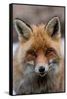 Close-up portrait of a red fox looking at the camera. Gran Paradiso National Park, Italy.-Sergio Pitamitz-Framed Stretched Canvas