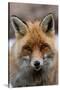 Close-up portrait of a red fox looking at the camera. Gran Paradiso National Park, Italy.-Sergio Pitamitz-Stretched Canvas