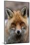 Close-up portrait of a red fox looking at the camera. Gran Paradiso National Park, Italy.-Sergio Pitamitz-Mounted Photographic Print