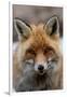 Close-up portrait of a red fox looking at the camera. Gran Paradiso National Park, Italy.-Sergio Pitamitz-Framed Photographic Print