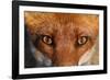 Close-up portrait of a Red Fox, Vosges, France-Fabrice Cahez-Framed Photographic Print