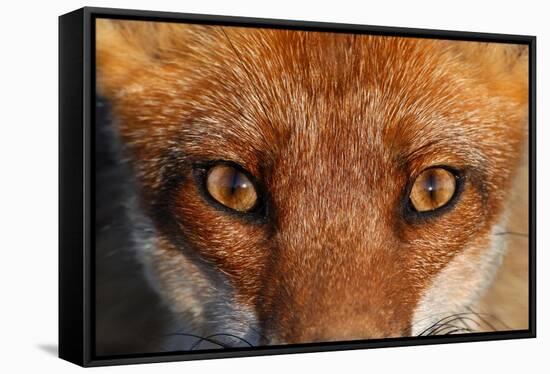 Close-up portrait of a Red Fox, Vosges, France-Fabrice Cahez-Framed Stretched Canvas