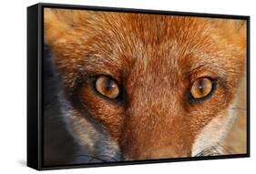 Close-up portrait of a Red Fox, Vosges, France-Fabrice Cahez-Framed Stretched Canvas