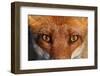 Close-up portrait of a Red Fox, Vosges, France-Fabrice Cahez-Framed Photographic Print