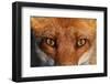 Close-up portrait of a Red Fox, Vosges, France-Fabrice Cahez-Framed Photographic Print