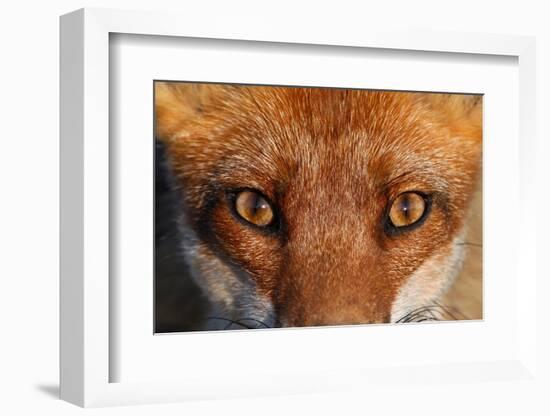 Close-up portrait of a Red Fox, Vosges, France-Fabrice Cahez-Framed Photographic Print