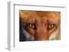 Close-up portrait of a Red Fox, Vosges, France-Fabrice Cahez-Framed Photographic Print