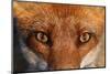 Close-up portrait of a Red Fox, Vosges, France-Fabrice Cahez-Mounted Photographic Print