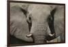 Close-up portrait of an African elephant (Loxodonta africana), Khwai Concession, Okavango Delta, Bo-Sergio Pitamitz-Framed Photographic Print