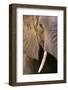 Close-up portrait of an African elephant (Loxodonta africana), Khwai Concession, Okavango Delta, Bo-Sergio Pitamitz-Framed Photographic Print