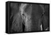 Close-up portrait of an African elephant (Loxodonta africana), Khwai Concession, Okavango Delta, Bo-Sergio Pitamitz-Framed Stretched Canvas