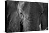 Close-up portrait of an African elephant (Loxodonta africana), Khwai Concession, Okavango Delta, Bo-Sergio Pitamitz-Stretched Canvas