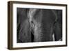 Close-up portrait of an African elephant (Loxodonta africana), Khwai Concession, Okavango Delta, Bo-Sergio Pitamitz-Framed Photographic Print