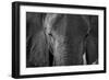 Close-up portrait of an African elephant (Loxodonta africana), Khwai Concession, Okavango Delta, Bo-Sergio Pitamitz-Framed Photographic Print