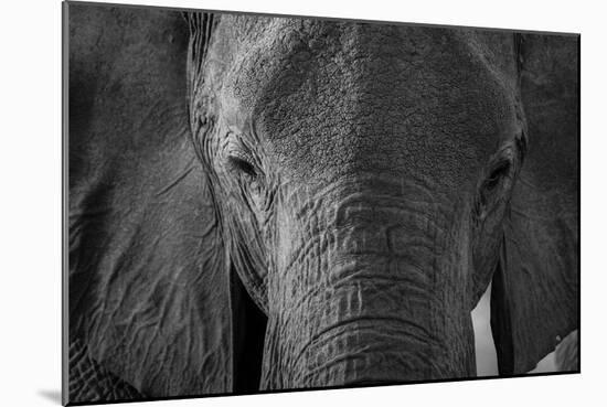 Close-up portrait of an African elephant (Loxodonta africana), Khwai Concession, Okavango Delta, Bo-Sergio Pitamitz-Mounted Photographic Print