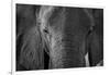 Close-up portrait of an African elephant (Loxodonta africana), Khwai Concession, Okavango Delta, Bo-Sergio Pitamitz-Framed Photographic Print