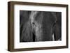 Close-up portrait of an African elephant (Loxodonta africana), Khwai Concession, Okavango Delta, Bo-Sergio Pitamitz-Framed Photographic Print