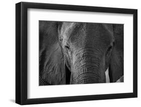 Close-up portrait of an African elephant (Loxodonta africana), Khwai Concession, Okavango Delta, Bo-Sergio Pitamitz-Framed Photographic Print