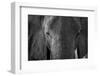 Close-up portrait of an African elephant (Loxodonta africana), Khwai Concession, Okavango Delta, Bo-Sergio Pitamitz-Framed Photographic Print