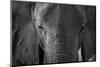 Close-up portrait of an African elephant (Loxodonta africana), Khwai Concession, Okavango Delta, Bo-Sergio Pitamitz-Mounted Photographic Print