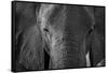 Close-up portrait of an African elephant (Loxodonta africana), Khwai Concession, Okavango Delta, Bo-Sergio Pitamitz-Framed Stretched Canvas