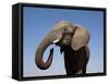 Close Up Portrait of an African Elephant on a Clear Blue Sky.  Hwange National Park, Zimbabwe-Karine Aigner-Framed Stretched Canvas