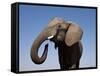 Close Up Portrait of an African Elephant on a Clear Blue Sky.  Hwange National Park, Zimbabwe-Karine Aigner-Framed Stretched Canvas