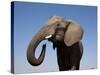 Close Up Portrait of an African Elephant on a Clear Blue Sky.  Hwange National Park, Zimbabwe-Karine Aigner-Stretched Canvas