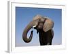 Close Up Portrait of an African Elephant on a Clear Blue Sky.  Hwange National Park, Zimbabwe-Karine Aigner-Framed Photographic Print