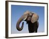 Close Up Portrait of an African Elephant on a Clear Blue Sky.  Hwange National Park, Zimbabwe-Karine Aigner-Framed Photographic Print