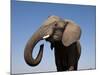 Close Up Portrait of an African Elephant on a Clear Blue Sky.  Hwange National Park, Zimbabwe-Karine Aigner-Mounted Photographic Print