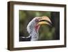 Close-up portrait of an eastern yellow-billed hornbill (Tockus flavirostris), Khwai Concession, Oka-Sergio Pitamitz-Framed Photographic Print