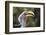 Close-up portrait of an eastern yellow-billed hornbill (Tockus flavirostris), Khwai Concession, Oka-Sergio Pitamitz-Framed Photographic Print